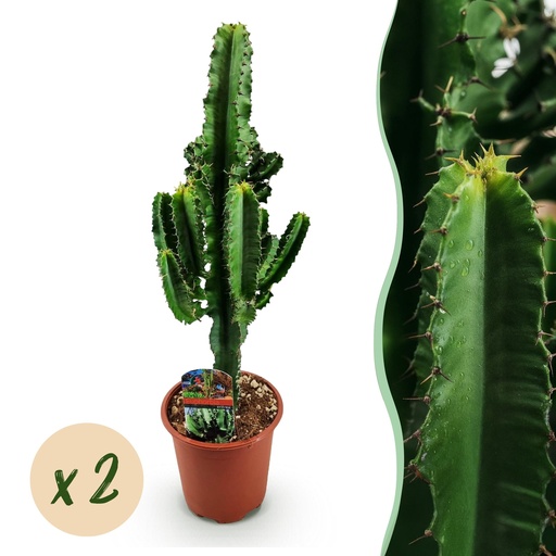 "Zimmerpflanze - Euphorbia eritrea - Afrikanischer Milchbaum - Wenig Pflege - Grün - 2 - Topf 17cm - Höhe 60cm image"