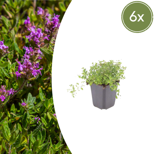 "6x thymus serpyllum - ↕10-25cm - Ø9cm  image"