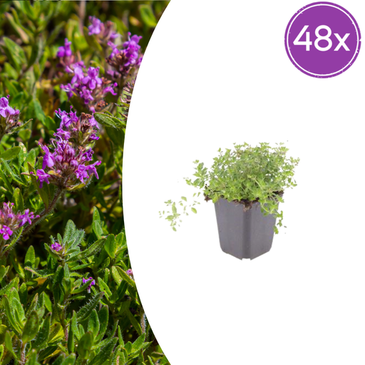 "48x thymus serpyllum - ↕10-25cm - Ø9cm  image"