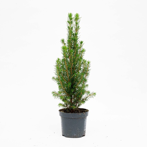 "Mini-Weihnachtsbaum - Chamaecyparis - 25-30 cm image"