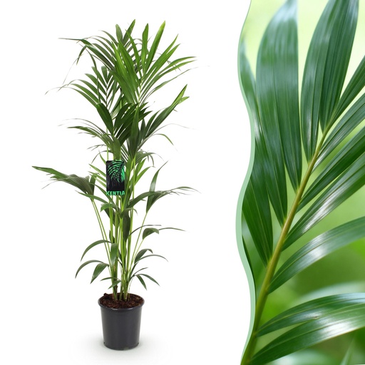 "Zimmerpflanze - Howea Forsteriana - Kentia-Palme - Wenig Pflege - Grün - 1 Pflanze - Topf 24cm - Höhe 140-150cm image"