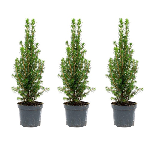 "3x Mini Weihnachtsbaum - Picea Glauca Perfecta - 25-30 cm image"