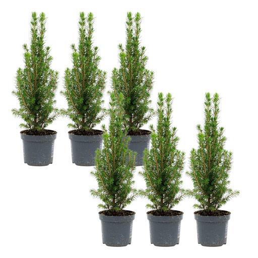 "6x Mini-Weihnachtsbaum - Chamaecyparis - 25-30 cm image"