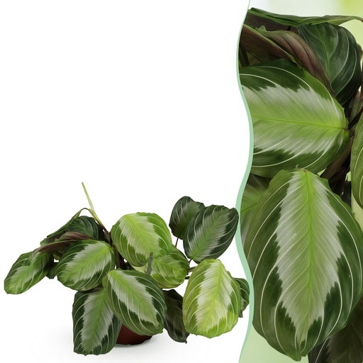 "Zimmerpflanze - Maranta Fascinator Silverband - Gebetspflanze - Haustierfreundliche Pflanze - Grün - 1 Pflanze - Topf 12cm - Höhe 25cm image"
