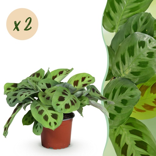 "Zimmerpflanze - Maranta Fascinator Kerchoveana - Gebetspflanze - Haustierfreundlich - Grün - 2 Pflanzen - Topf 12cm - Höhe 30-35cm image"