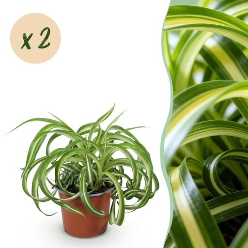 "Zimmerpflanze - Chlorophytum comosum Bonnie - Gewelltes Grünlilie - Haustierfreundlich - Bunt - 2 Pflanzen - Topf 12cm - Höhe 20-25cm image"