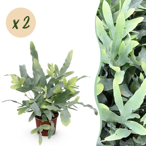 "Zimmerpflanze - Phlebodium aureum Blue Star - Blaue Farn - Haustierfreundlich - Blau - 2 Pflanzen - Topf 12cm - Höhe 25-30cm image"