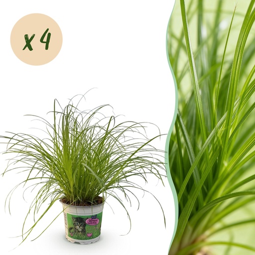 "Zimmerpflanze - Cyperus alternifolius Zumula - Katzengras - Haustierfreundlich - Grün - 4 Pflanzen - Topf 12cm - Höhe 28-30cm image"