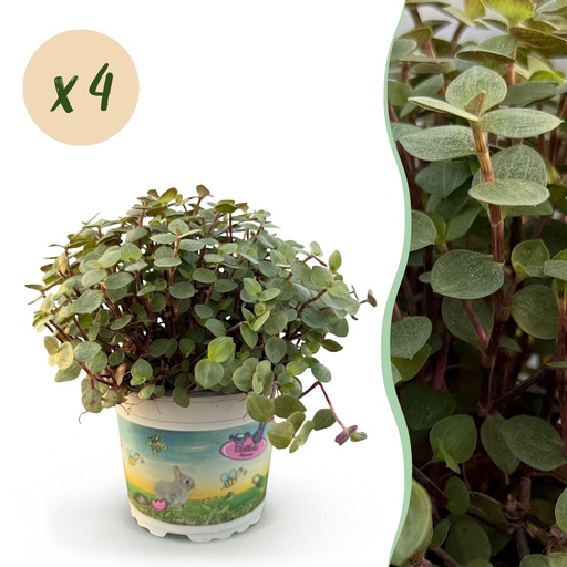 "Zimmerpflanze - Calissia repens - Katzengras - Haustierfreundlich - Grün - 4 Pflanzen - Topf 12cm - Höhe 17-20cm image"