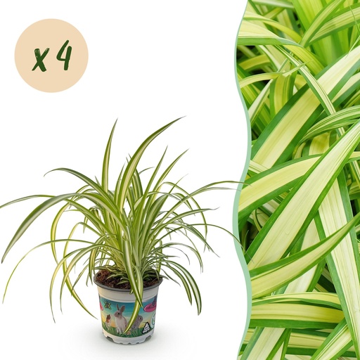 "Zimmerpflanze - Chlorophytum comosum Variegatum - Katzengras - Haustierfreundlich - Bunt - 4 Pflanzen - Topf 12cm - Höhe 25-30cm image"