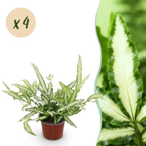 "Zimmerpflanze - Pteris cretica Albolineata - Bandfarn - Haustierfreundlich - Bunt - 4 Pflanzen - Topf 12cm - Höhe 28-30cm image"