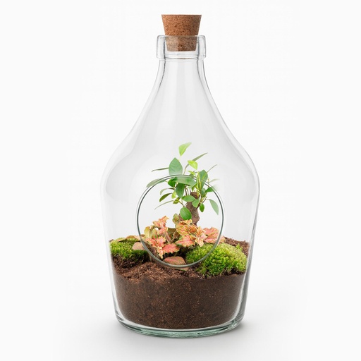 "Offenes Terrarium John - Bonsai & Rubin Limette ↑ 30 cm image"