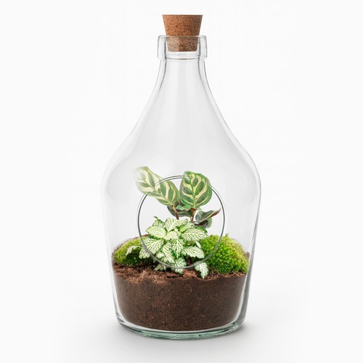 "Offenes Terrarium Joss - Calathea Makoyana & Fittonia Weißer Tiger ↑ 30 cm image"