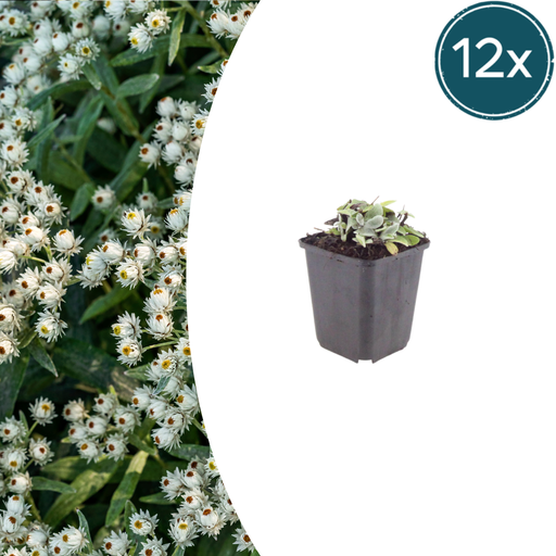 "Perlkörbchen 'Silberimmortelle' (Anaphalis triplinervis) – winterharte Beetstaude, 12 Pflanzen, Topf-Ø 9 cm, Höhe ca. 15 cm image"