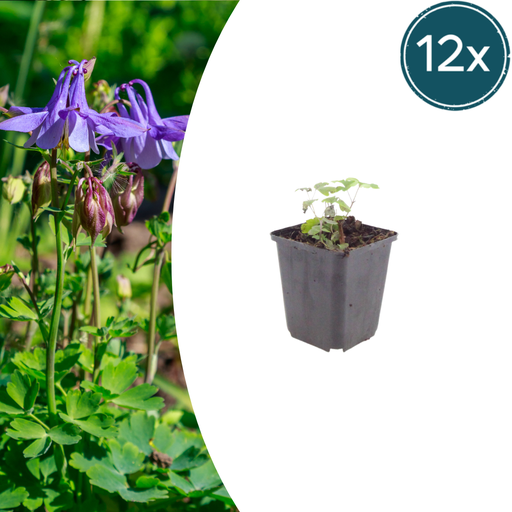 "12x Aquilegia vulgaris - ↕10-25cm - Ø9cm image"