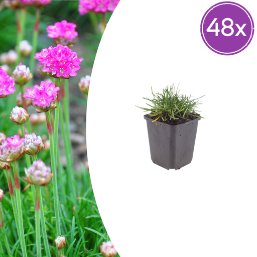 "48x Armeria m. 'Splendens' - ↕10-25cm - Ø9cm image"