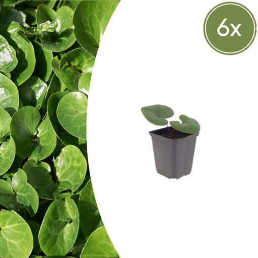 "6x Asarum europaeum - ↕10-25cm - Ø9cm image"