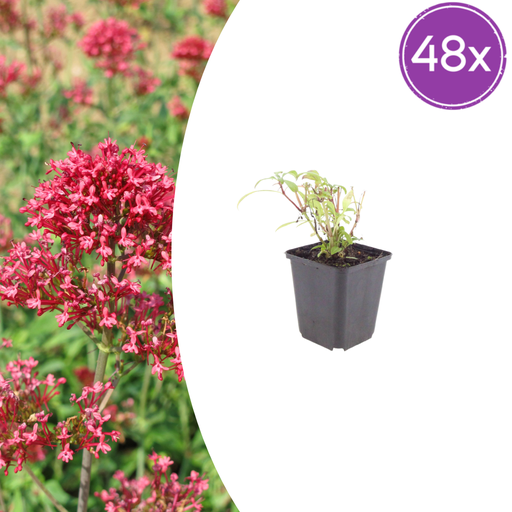 "48x Centranthus ruber 'Coccineus' - ↕10-25cm - Ø9cm image"
