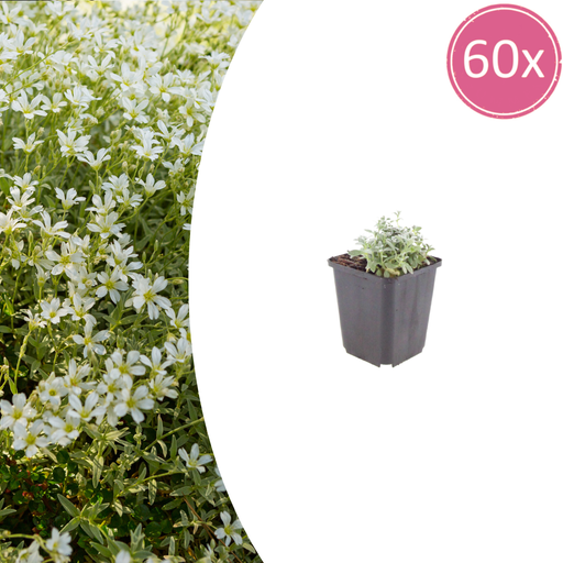 "60x Cerastium tomentosum - ↕10-25cm - Ø9cm image"
