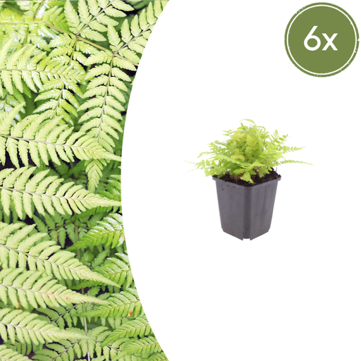 "6x Dryopteris filix-mas - ↕10-25cm - Ø9cm image"
