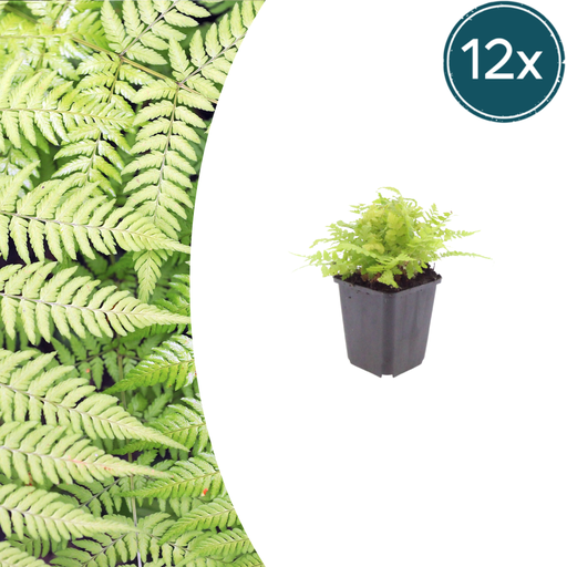 "12x Dryopteris filix-mas - ↕10-25cm - Ø9cm image"
