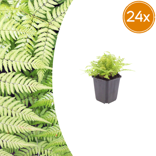 "24x Dryopteris filix-mas - ↕10-25cm - Ø9cm image"