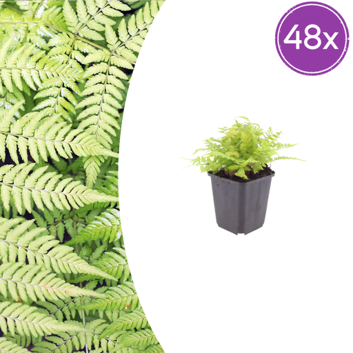 "48x Dryopteris filix-mas - ↕10-25cm - Ø9cm image"