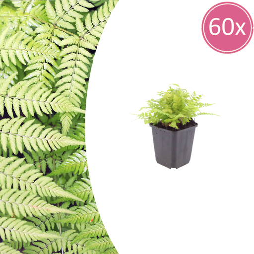 "60x Dryopteris filix-mas - ↕10-25cm - Ø9cm image"