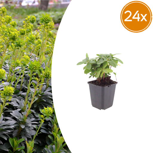 "24x Euphorbia amygdal. robbiae - ↕10-25cm - Ø9cm image"