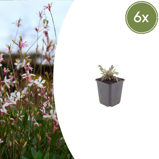 "6x Gaura l. 'Siskiyou Rosa' - ↕10-25cm - Ø9cm image"