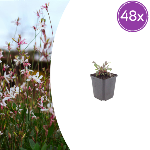 "48x Gaura l. 'Siskiyou Rosa' - ↕10-25cm - Ø9cm image"