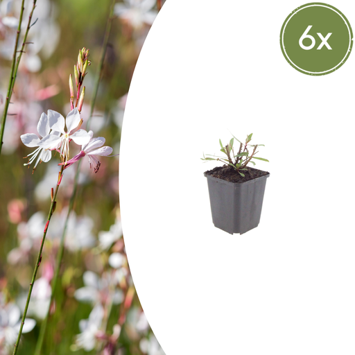 "6x Gaura l. 'Wirbelnd Schmetterlinge' - ↕10-25cm - Ø9cm image"