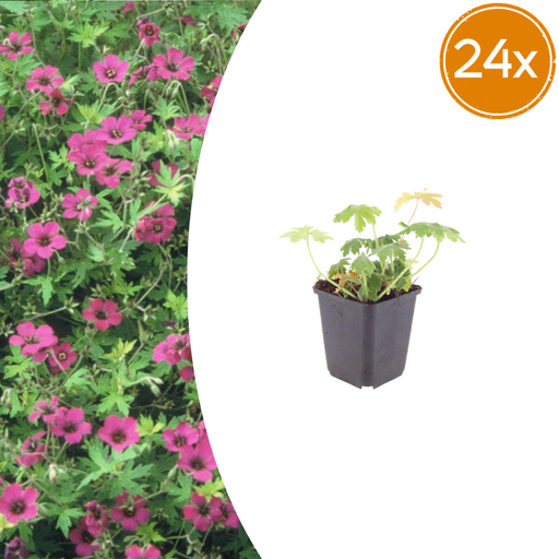"24x Geranium macr. 'Bevan's Sorte' - ↕10-25cm - Ø9cm image"
