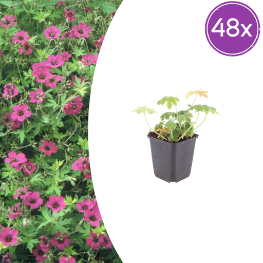 "48x Geranium macr. 'Bevan's Sorte' - ↕10-25cm - Ø9cm image"