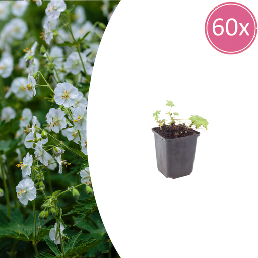 "60x Geranium macr. 'White Ness' - ↕10-25cm - Ø9cm image"