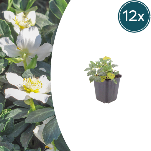 "12x Helleborus niger - ↕10-25cm - Ø9cm image"