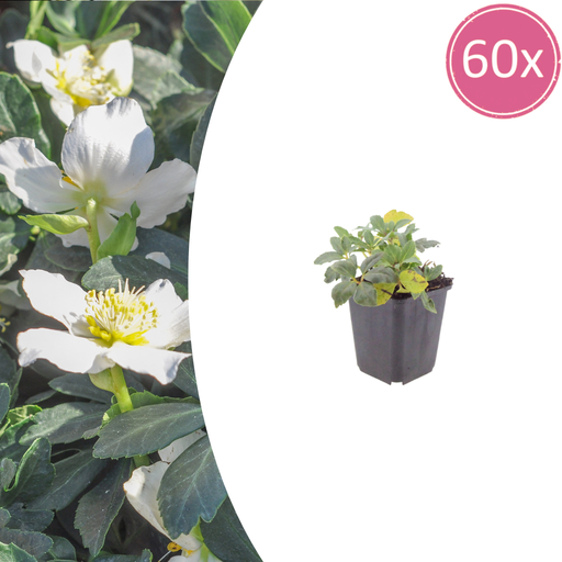 "60x Christrose (Helleborus niger) - ↕10-25cm - Ø9cm image"