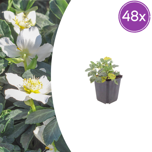 "48x Helleborus orientalis - ↕10-25cm - Ø9cm image"