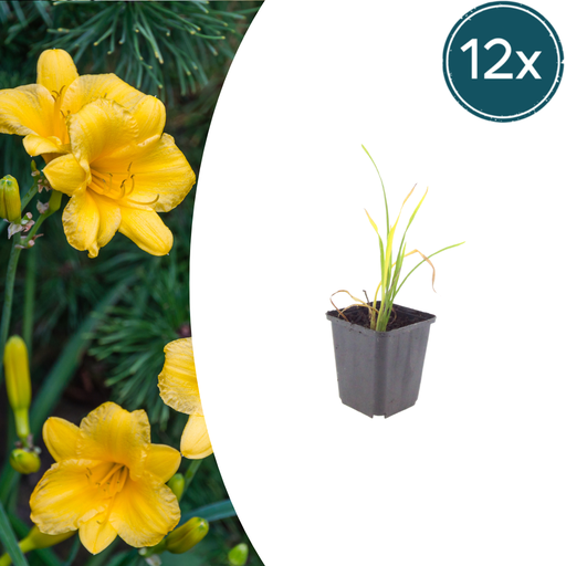 "12x Taglilie 'Stella de Oro' - ↕10-25cm - Ø9cm image"