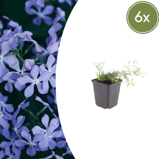 "6x Phlox (S) 'Smaragd Kissen Blau' - ↕10-25cm - Ø9cm image"