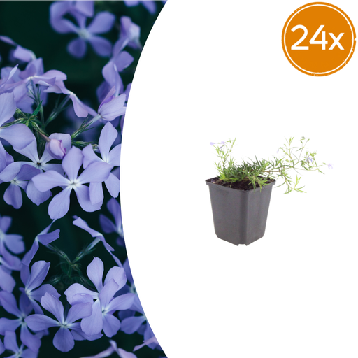 "24x Phlox (S) 'Smaragd Kissen Blau' - ↕10-25cm - Ø9cm image"