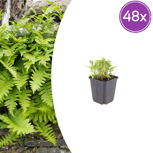 "48x Polypodium vulgare - ↕10-25cm - Ø9cm image"