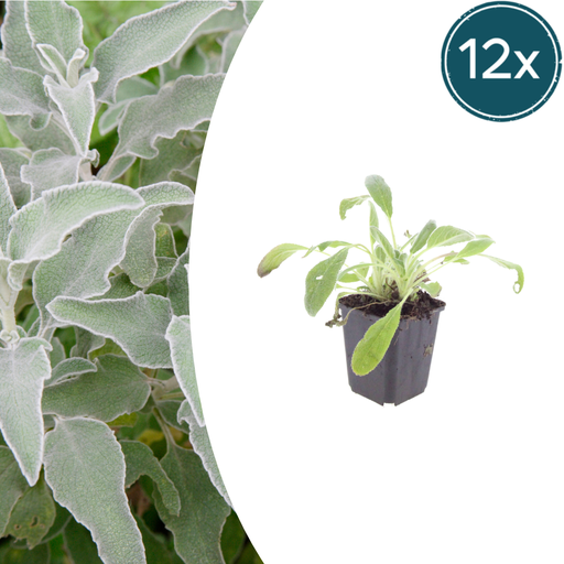 "12x Stachys byzantina - ↕10-25cm - Ø9cm image"