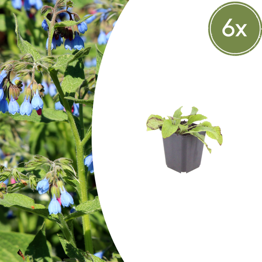 "6x Symphytum grand. 'Wisley Blue' - ↕10-25cm - Ø9cm image"