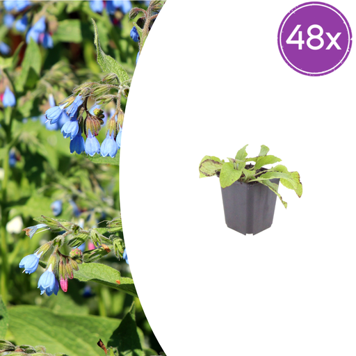"48x Symphytum grand. 'Wisley Blue' - ↕10-25cm - Ø9cm image"