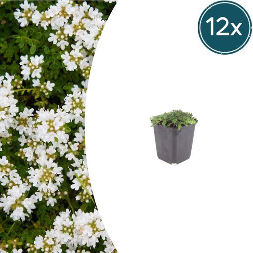 "12x Thymus praecox 'Albiflorus' - ↕10-25cm - Ø9cm image"