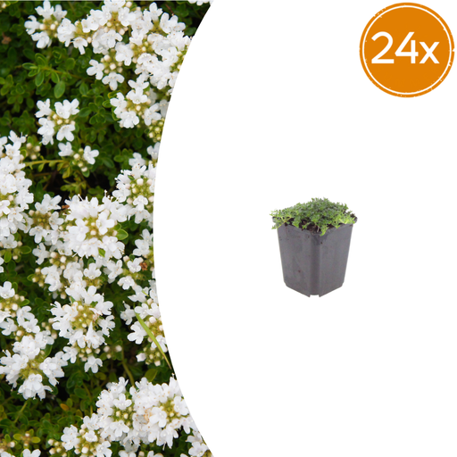 "24x Thymus praecox 'Albiflorus' - ↕10-25cm - Ø9cm image"