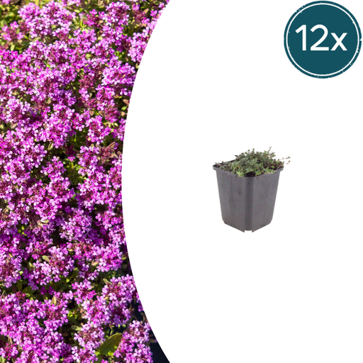 "12x Thymus praecox 'Coccineus' - ↕10-25cm - Ø9cm image"