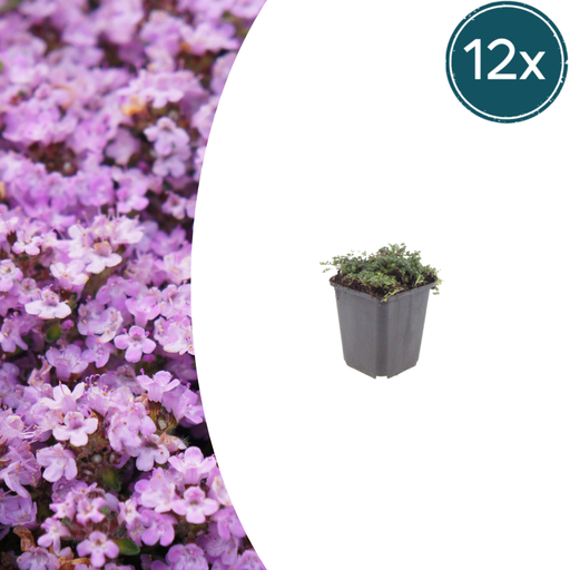 "12x Thymus praecox 'Purple Beauty' - ↕10-25cm - Ø9cm image"