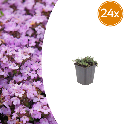 "24x Thymus praecox 'Lila Schönheit' - ↕10-25cm - Ø9cm image"